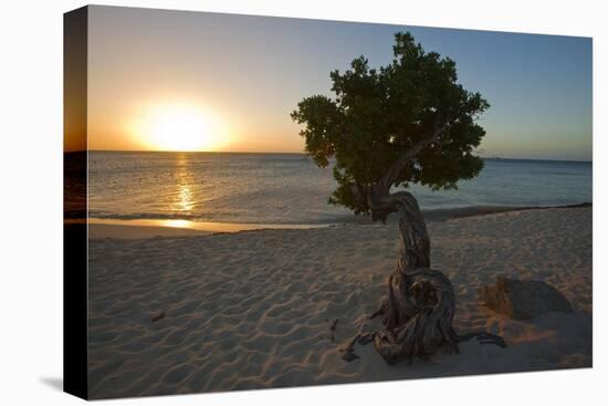Fofoti Divi Tree at Sunset Aruba-George Oze-Premier Image Canvas