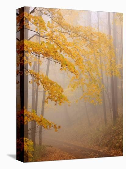 Fog and Autumn Foliage, Great Smoky Mountains National Park, North Carolina, USA-Joanne Wells-Premier Image Canvas