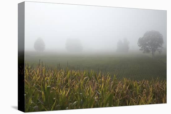 Fog and Farmland Near Hamilton, Waikato, North Island, New Zealand-David Wall-Premier Image Canvas