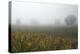 Fog and Farmland Near Hamilton, Waikato, North Island, New Zealand-David Wall-Premier Image Canvas