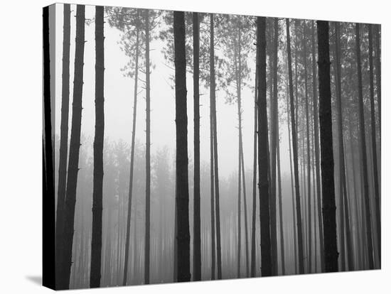 Fog and Pines I-John Bartosik-Stretched Canvas