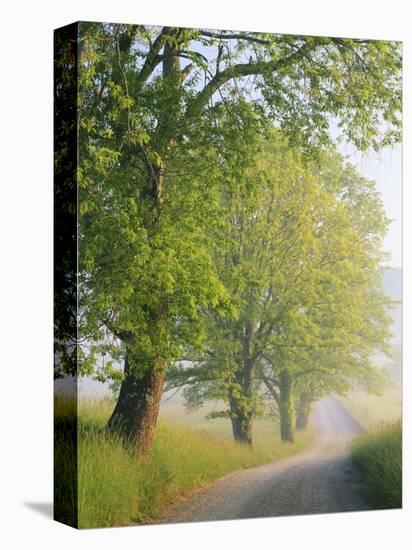 Fog Covered Road, Cades Cove, Great Smoky Mountains National Park, Tennessee, USA-Adam Jones-Premier Image Canvas