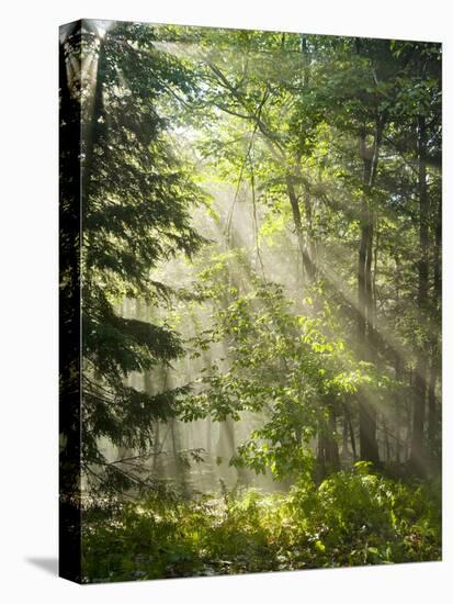 Fog Glowing Thru Trees in Pennsylvania after Rain Storm-James Shive-Premier Image Canvas