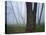 Fog in forest, Shenandoah National Park, Virginia, USA-Charles Gurche-Premier Image Canvas