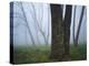 Fog in forest, Shenandoah National Park, Virginia, USA-Charles Gurche-Premier Image Canvas