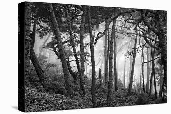 Fog in scenic forest at Point Reyes National Seashore, California, USA-Panoramic Images-Premier Image Canvas