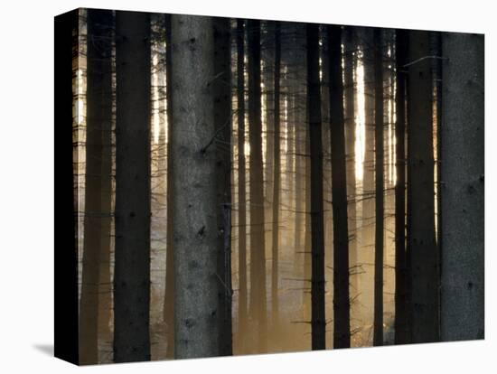 Fog in the Forest, Bielefeld, North Rhine-Westphalia, Germany-Thorsten Milse-Premier Image Canvas