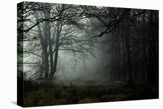 Fog in the Forest-David Baker-Premier Image Canvas