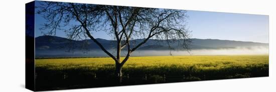 Fog over Crops in a Field, Napa Valley, California, USA-null-Premier Image Canvas