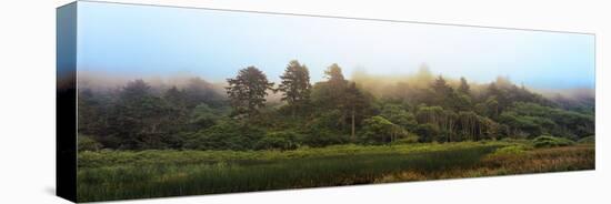 Fog over Trees, Redwood National Park, California, USA-null-Premier Image Canvas