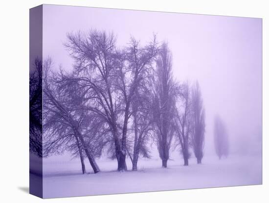 Fog shrouded Poplar and Cottonwood trees, Deschutes County, Central Oregon, USA-null-Premier Image Canvas