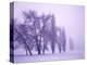 Fog shrouded Poplar and Cottonwood trees, Deschutes County, Central Oregon, USA-null-Premier Image Canvas