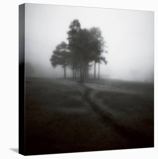 Fog Tree Study 1-Jamie Cook-Premier Image Canvas