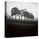 Fog Tree Study 2-Jamie Cook-Premier Image Canvas