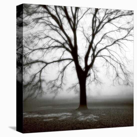 Fog Tree Study 3-Jamie Cook-Premier Image Canvas