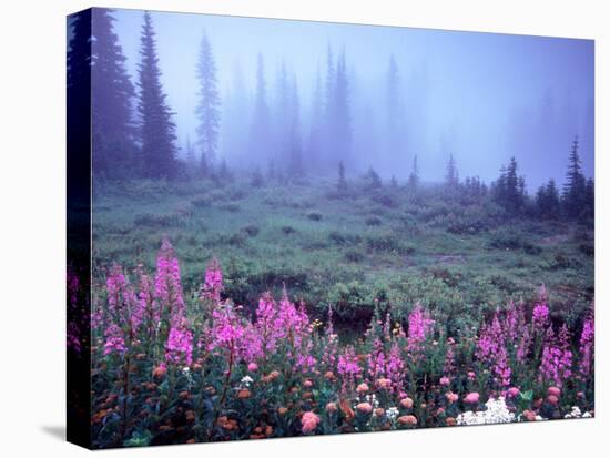 Foggy Alpine Meadow, Mt. Rainier National Park, Washington, USA-Janell Davidson-Premier Image Canvas