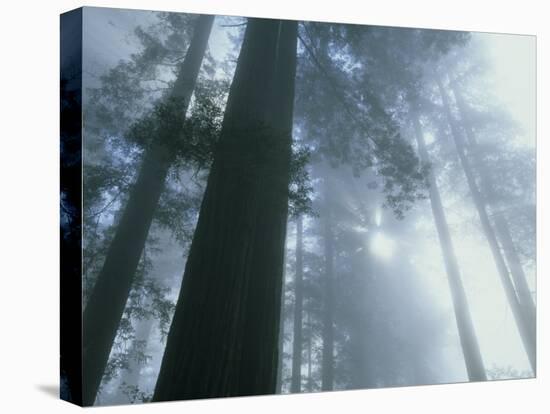 Foggy Dawn in Lady Bird Grove, Del Norte County, Redwood National Park, California-Kevin Schafer-Premier Image Canvas