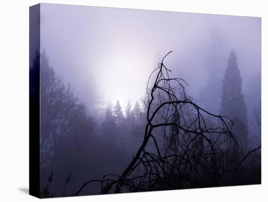 Foggy Day with Trees-Sharon Wish-Premier Image Canvas