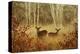 Foggy Deer-Chris Vest-Stretched Canvas