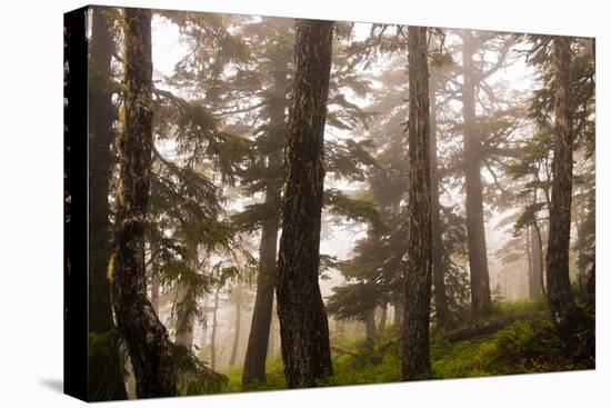 Foggy forest scene, Tongass National Forest, Alaska-Mark A Johnson-Premier Image Canvas