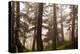 Foggy forest scene, Tongass National Forest, Alaska-Mark A Johnson-Premier Image Canvas