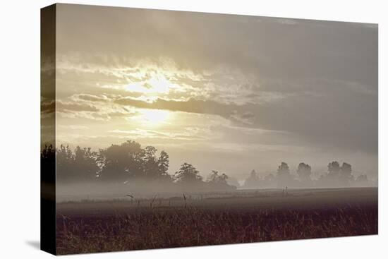 Foggy Morning I-Dana Styber-Premier Image Canvas