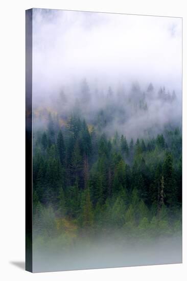 Foggy Morning In The Forest Of North Cascades National Park-Hannah Dewey-Stretched Canvas