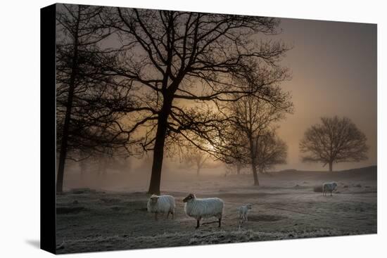 Foggy Morning-Piet Haaksma-Premier Image Canvas