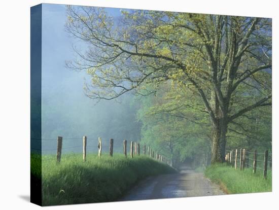 Foggy Road and Oak, Cades Cove, Great Smoky Mountains National Park, Tennessee, USA-Darrell Gulin-Premier Image Canvas