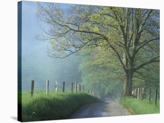 Foggy Road and Oak, Cades Cove, Great Smoky Mountains National Park, Tennessee, USA-Darrell Gulin-Premier Image Canvas