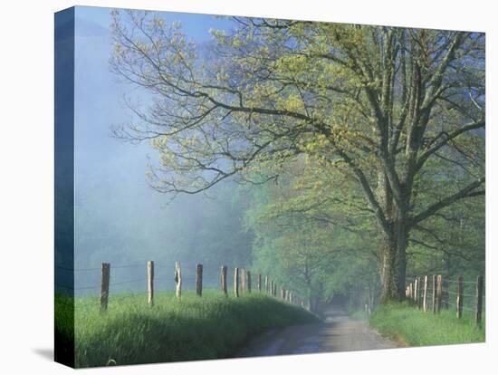 Foggy Road and Oak Tree, Cades Cove, Great Smoky Mountains National Park, Tennessee, USA-Darrell Gulin-Premier Image Canvas