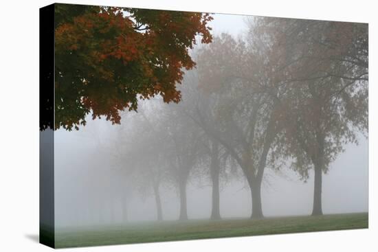 Foggy Trees I-Tammy Putman-Premier Image Canvas