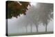 Foggy Trees I-Tammy Putman-Premier Image Canvas