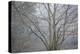 Foggy Winter I-Kathy Mahan-Premier Image Canvas