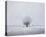 Foggy Winter Morning-Trent Foltz-Stretched Canvas