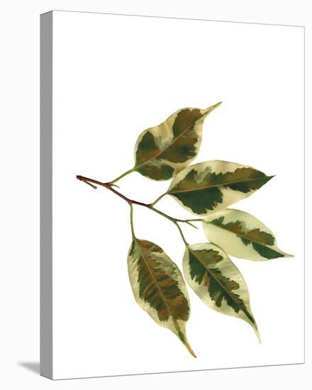Foliage Study - Sail-Tania Bello-Stretched Canvas
