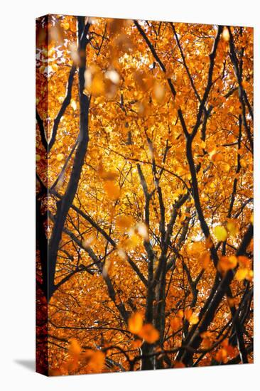 Foliage-Philippe Sainte-Laudy-Premier Image Canvas