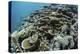 Foliose Corals Grow on a Reef Slope in Raja Ampat, Indonesia-Stocktrek Images-Premier Image Canvas