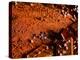 Foods - Desserts - Chocolate-Philippe Hugonnard-Premier Image Canvas