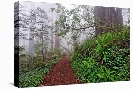 Footpath in foggy redwood forest beneath Pacific Rhododendron, Redwood National Park.-Adam Jones-Premier Image Canvas