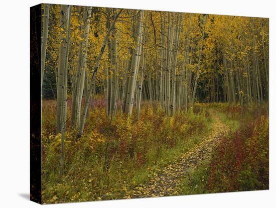 Footpath Through Autumn Aspen Trees, San Isabel National Forest, Colorado, USA-Adam Jones-Premier Image Canvas