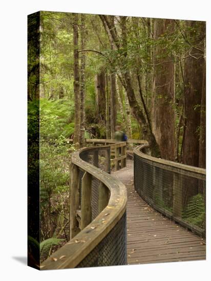 Footpath Through Forest To Newdegate Cave, Hastings Caves State Reserve, Tasmania, Australia-David Wall-Premier Image Canvas