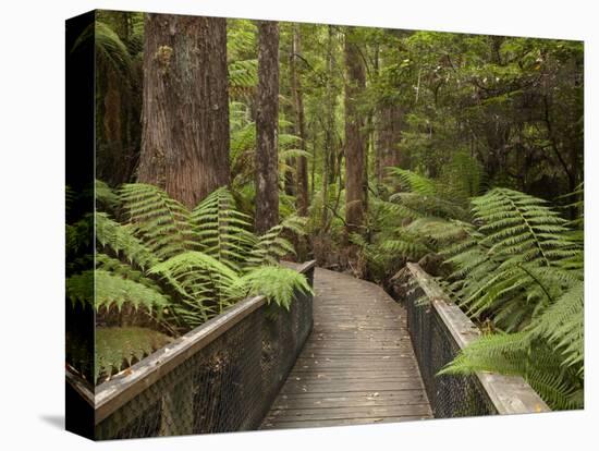 Footpath Through Forest To Newdegate Cave, Hastings Caves State Reserve, Tasmania, Australia-David Wall-Premier Image Canvas