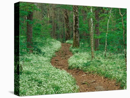 Footpath through Fringed Phacelia Flowers, Great Smoky Mountains National Park, Tennessee, USA-Adam Jones-Premier Image Canvas