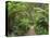 Footpath Through Temperate Rainforest, Strahan, Tasmania, Australia, Pacific-Jochen Schlenker-Premier Image Canvas