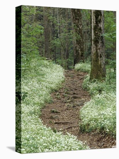 Footpath thru Fringed Phacelia Flowers, , Great Smokey Mountians National Park, Tennessee, USA-Adam Jones-Premier Image Canvas