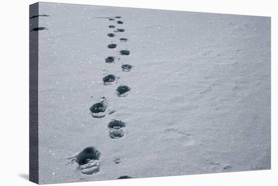 Footprints In Snow-David Vaughan-Premier Image Canvas