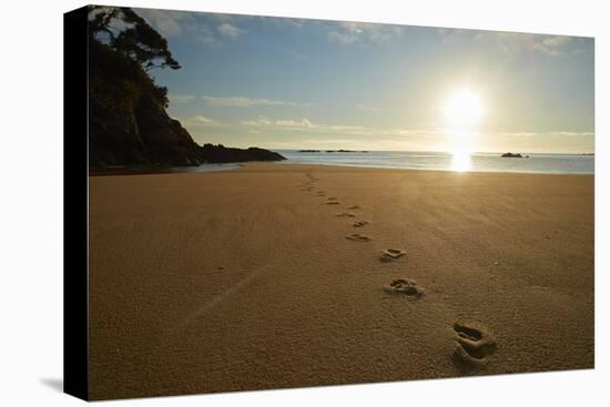 Footprints in the sand at sunrise, Mosquito Bay, Abel Tasman NP, Nelson Region, South Island-David Wall-Premier Image Canvas