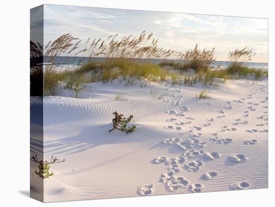 Footprints in the Sand at Sunset in the Dunes of Pensacola Beach, Florida.-forestpath-Premier Image Canvas