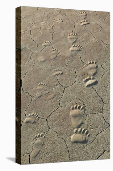 Footprints of and cub coastal grizzly bears in Lake Clark National Park, Alaska.-Brenda Tharp-Premier Image Canvas